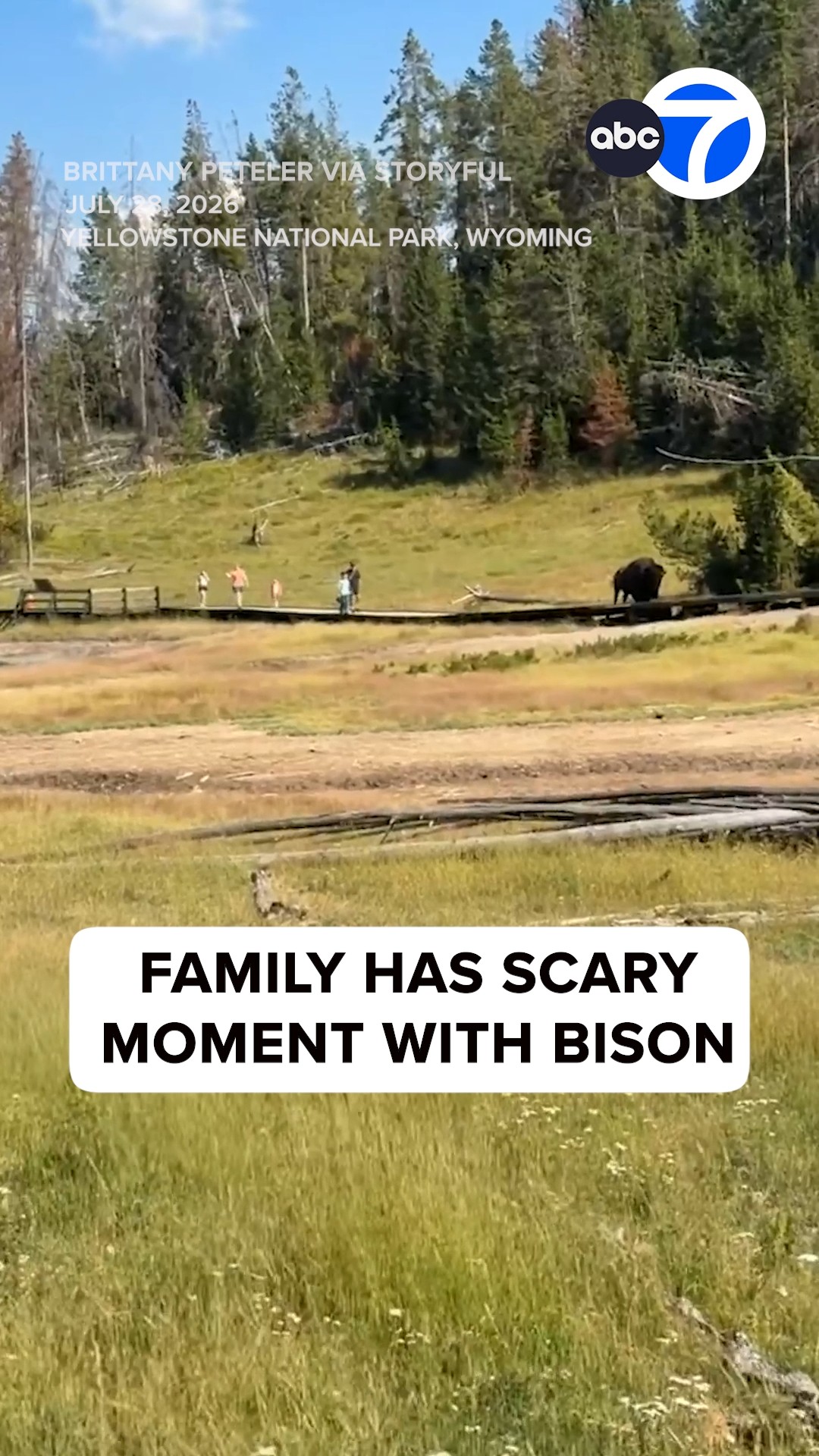 Scary moment bison chases after child at Yellowstone National Park