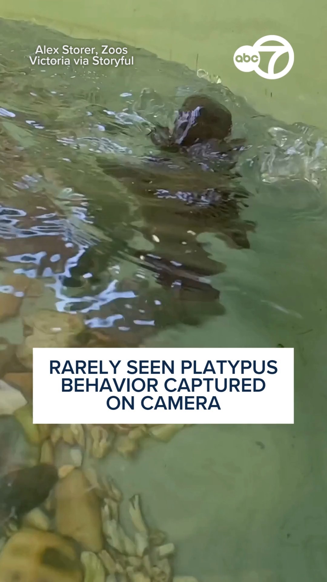 Rarely Seen Platypus Behavior Captured on Camera