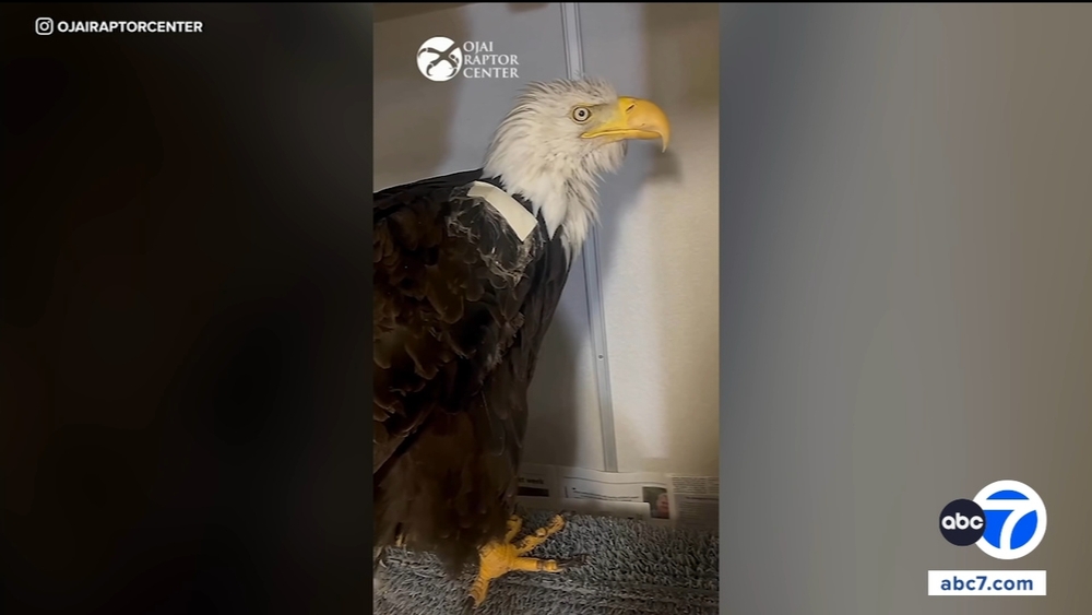 Big Bear eagle Jackie suffers setback amid medical treatment
