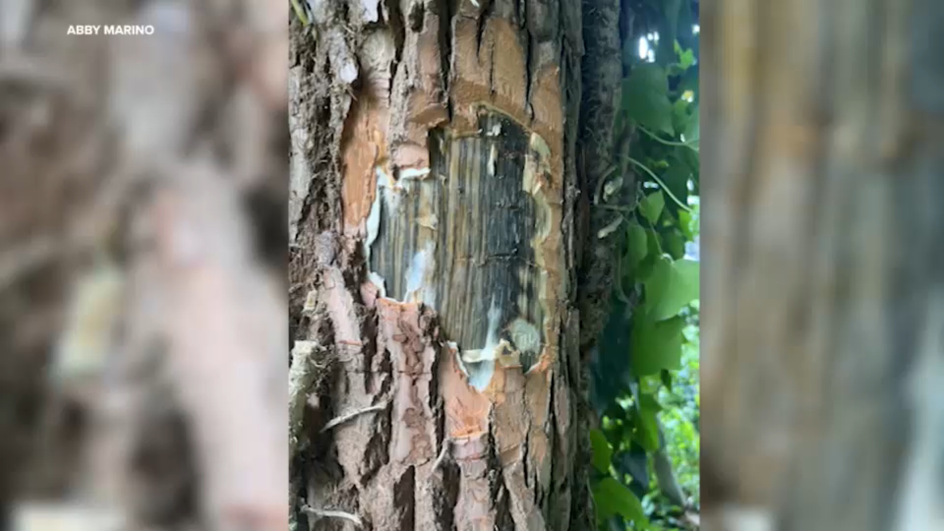 Invasive tree fungus threatens trees and wildlife on Long Island