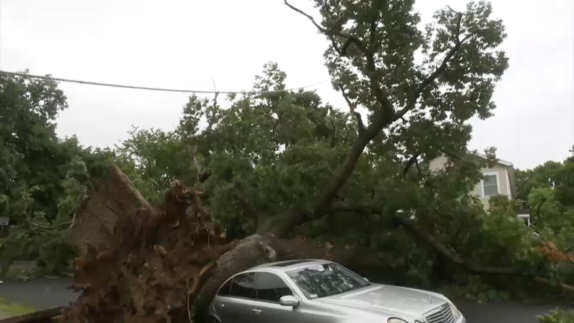Fallen tree crushes car in Queens