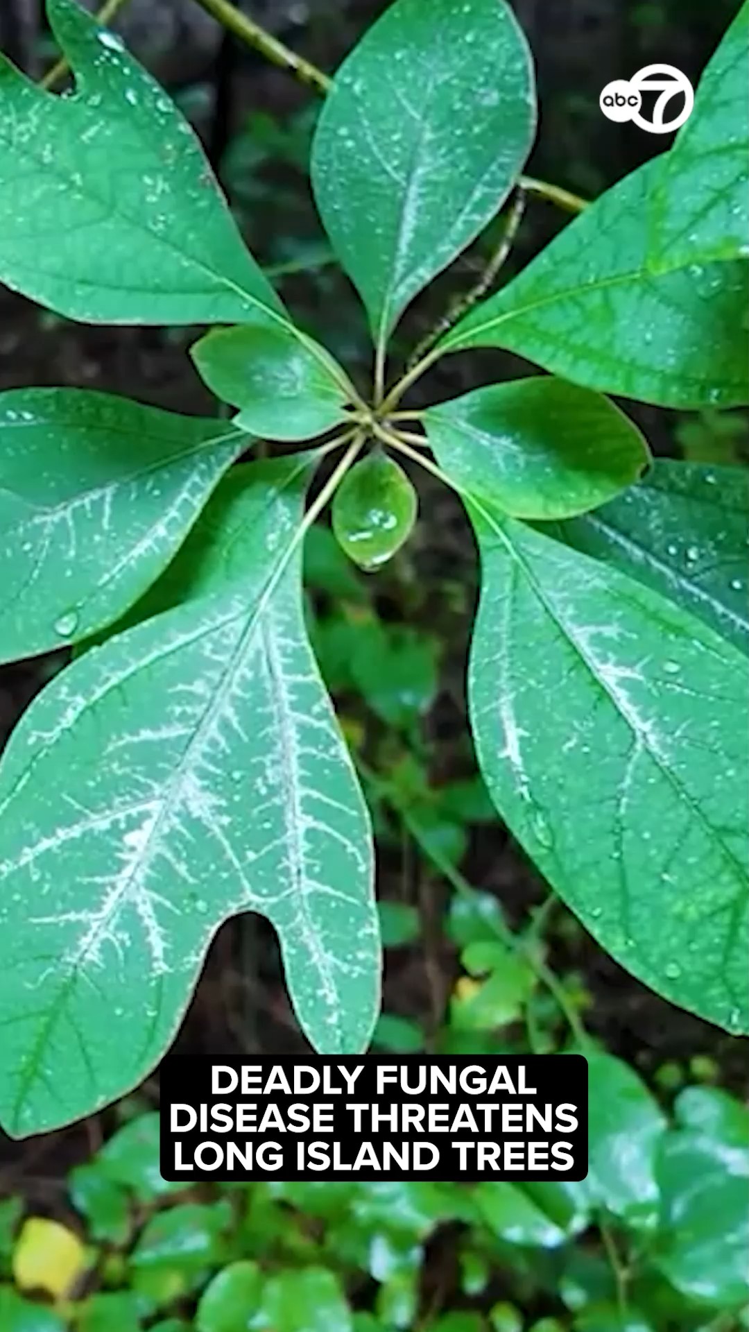Deadly fungal disease threatening trees found in 5 Long Island towns
