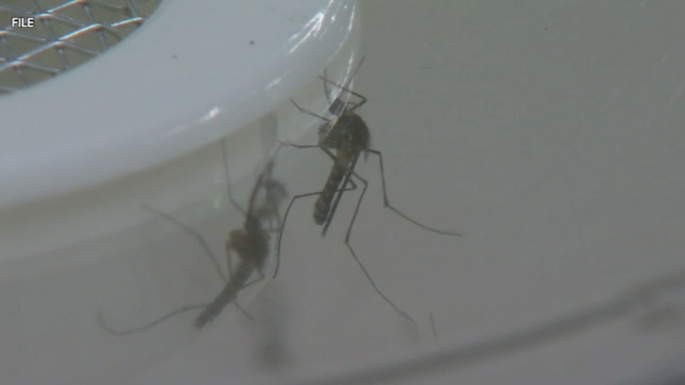 1st West Nile virus death of 2026 in CA reported in Kings County