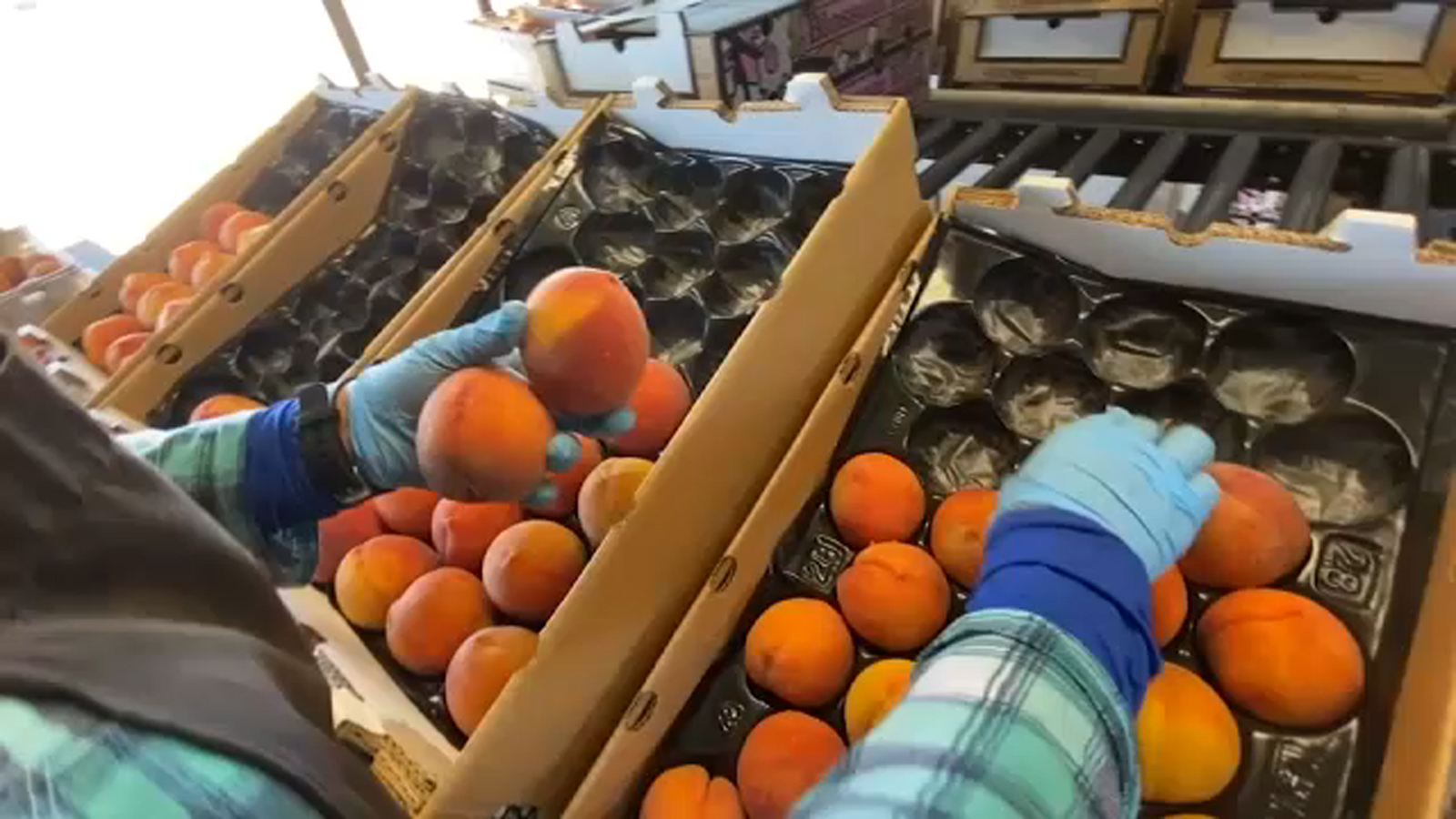 Valley heat prompts schedule changes for growers and Fresno farmers market
      