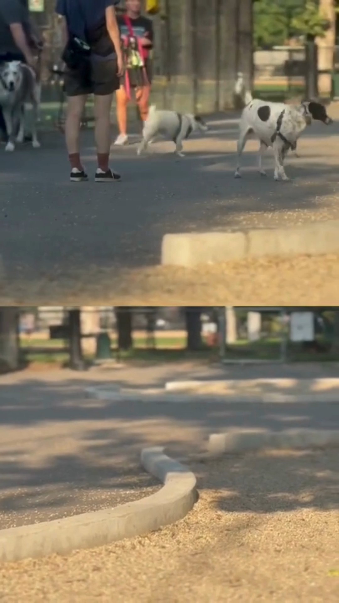 Hamlin Park redesign draws scrutiny amid reports of dog injuries