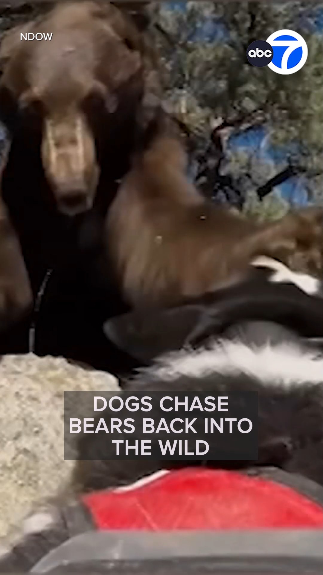 Dogs chase bears back into the wild