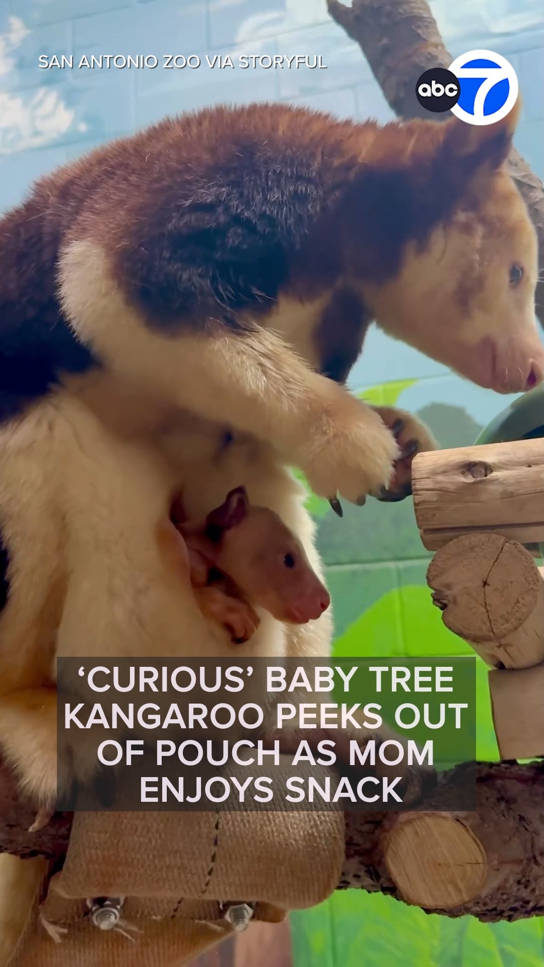 'Curious' baby tree kangaroo peeks out of pouch as mom enjoys snack 