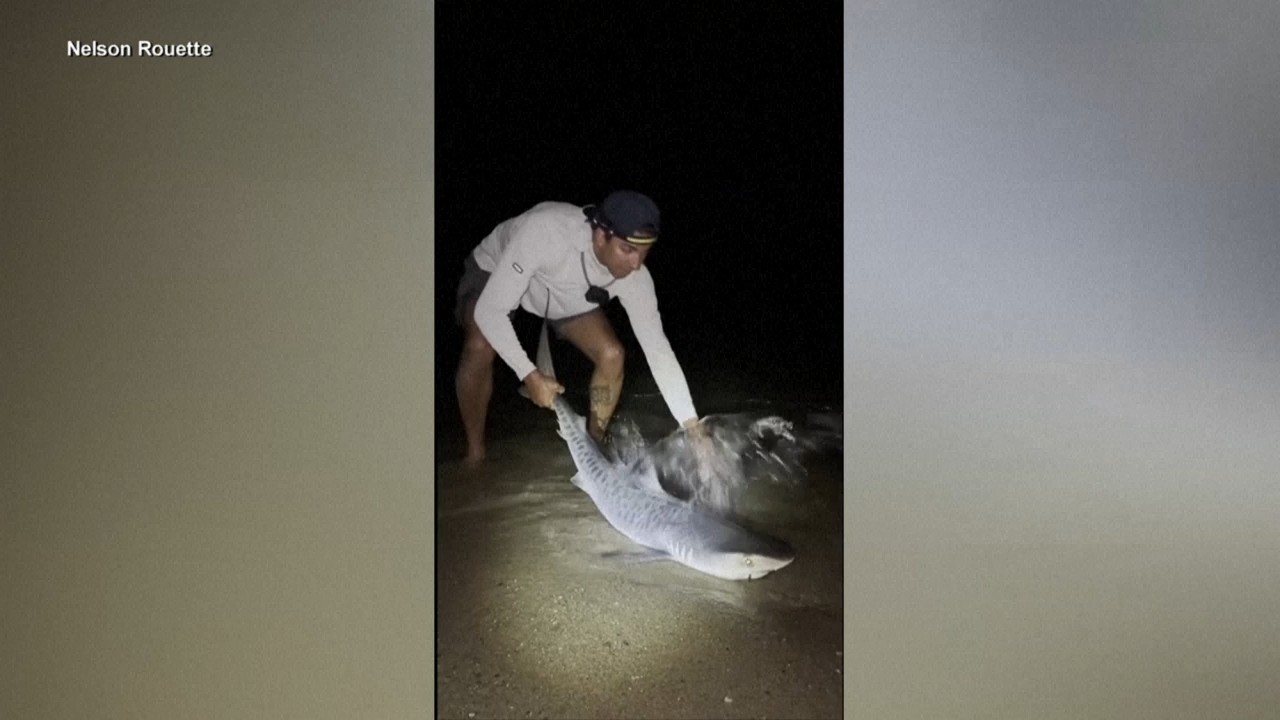 Tiger shark caught off Massachusetts could be sign of warming waters