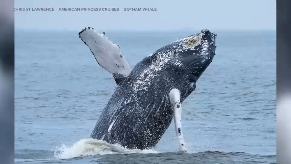 500th whale spotted under Brooklyn Bridge