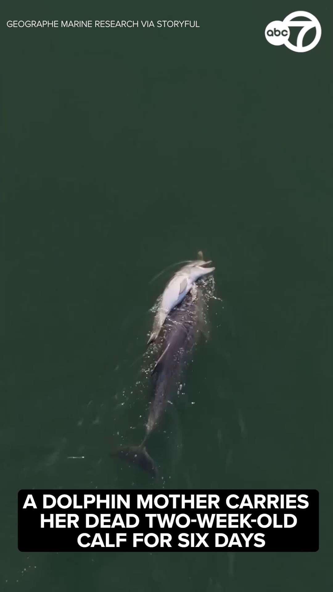 Dolphin mother carries dead calf for six days