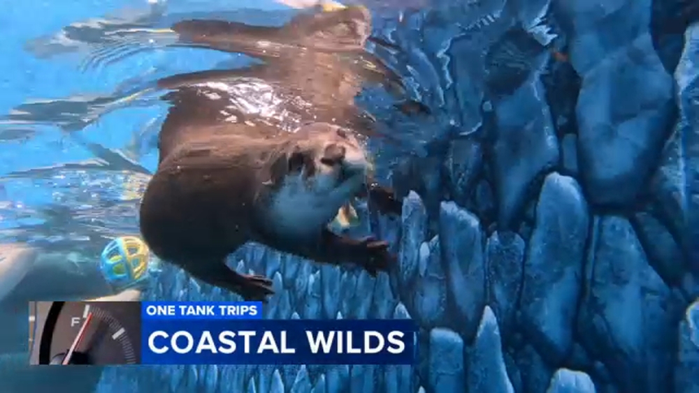 Swim with otters, play with kangaroos at Delaware attraction | One Tank Trips