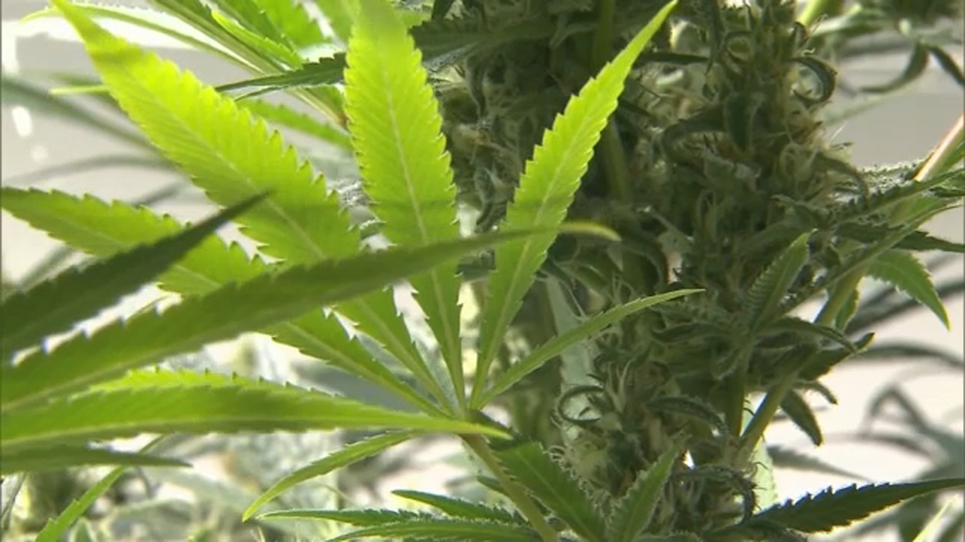Marijuana use surpasses cigarette smoking in US, study finds
