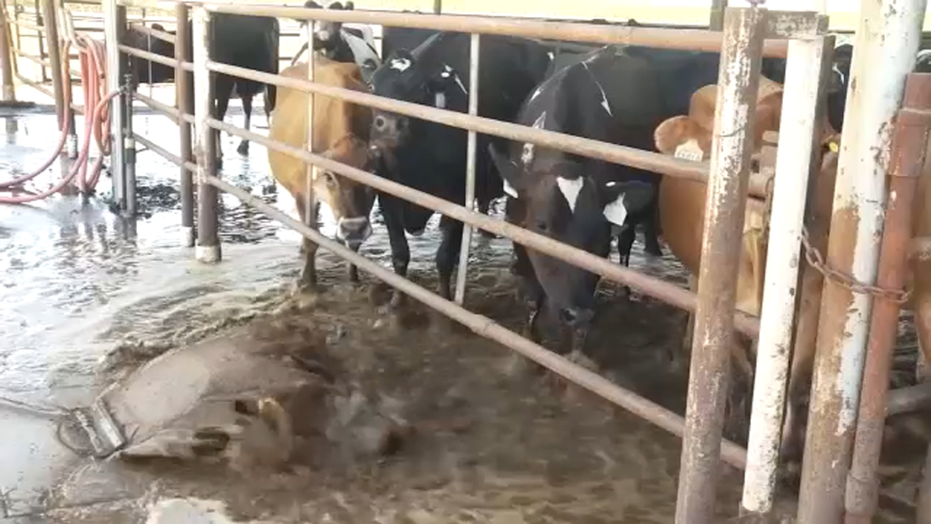 Central Valley dairy operators take steps to protect cattle as triple-digit heat persists