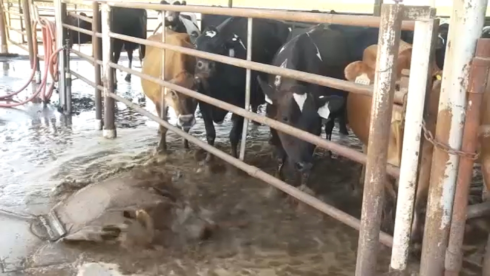 Central Valley dairy operators take steps to protect cattle as triple-digit heat persists