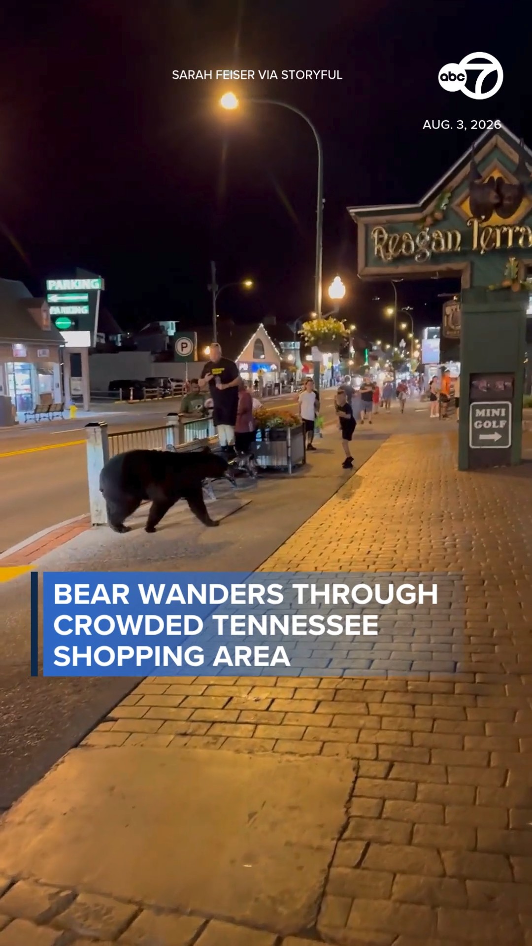 Black bear wanders through crowded Tennessee shopping area