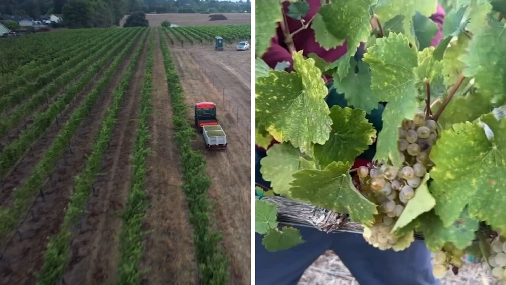 Livermore Valley grape harvest begins earlier than usual