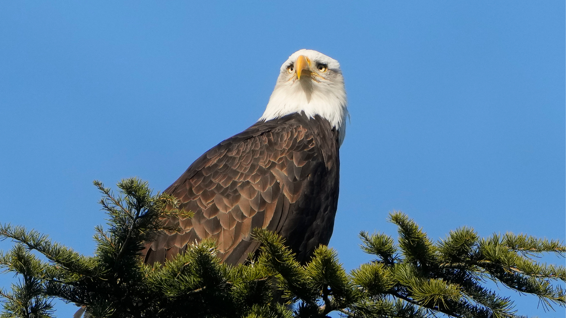 FILE - A bald eagle rests on a tree next to Union Bay, Jan. 16, 2024, in Seattle.