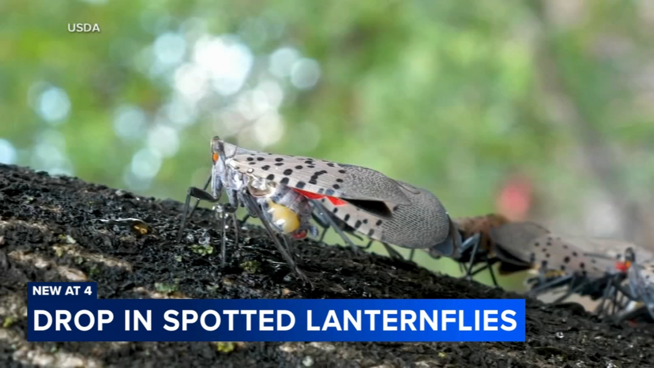 Seeing fewer spotted lanternflies? Experts outline a few reasons why