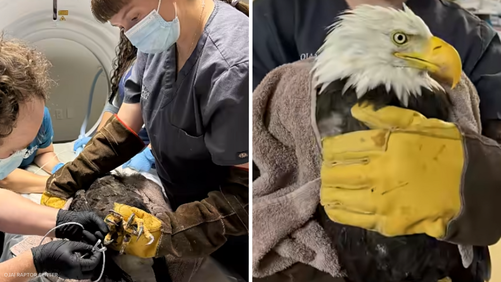 Big Bear eagle Jackie recovering well after CT scan, biopsy