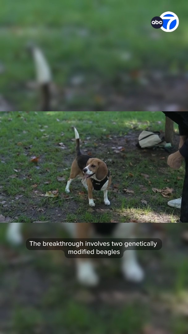 Gene-edited beagles may offer option for people with dog allergies