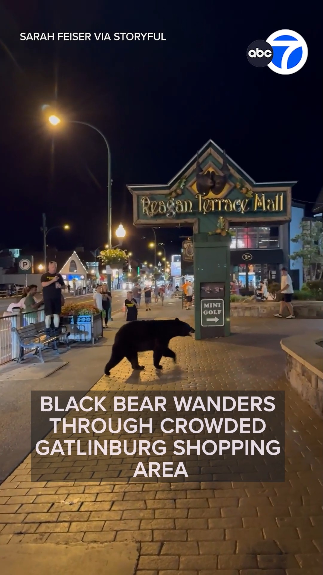 Black bear wanders through crowded Gatlinburg shopping area
