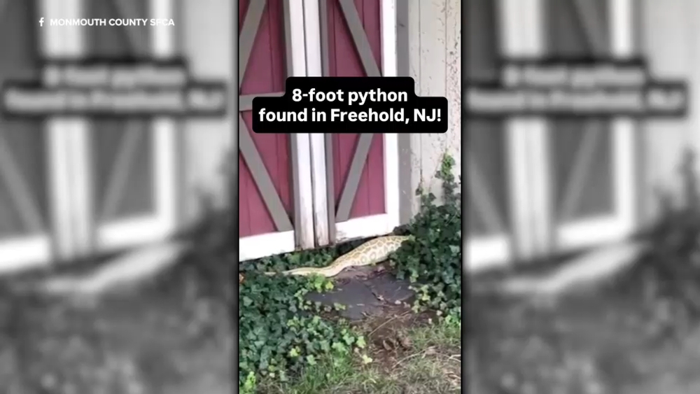 Massive python found in NJ homeowner's backyard