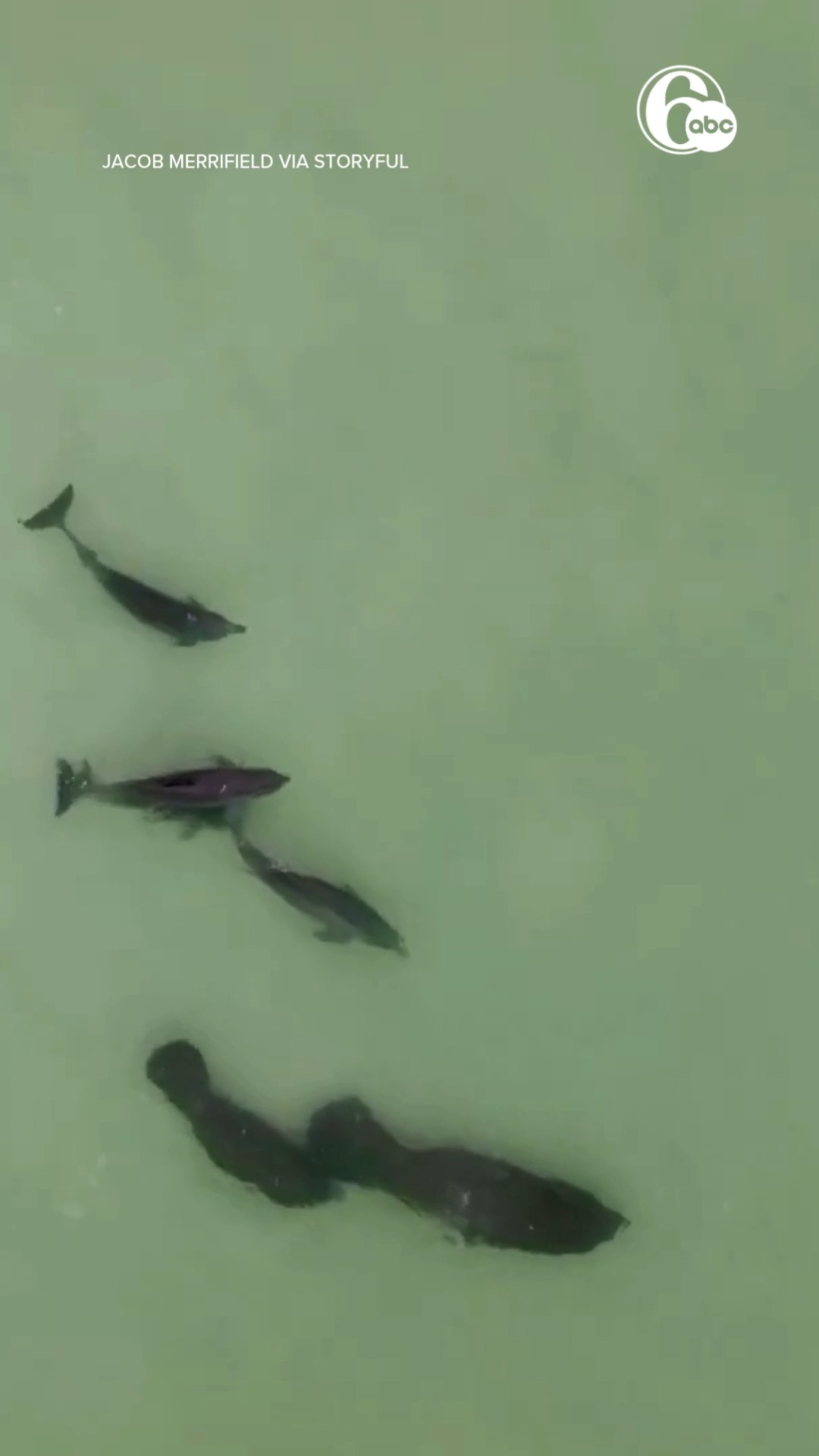 'Curious' Dolphins Swim Along With Manatee Mother and Calf