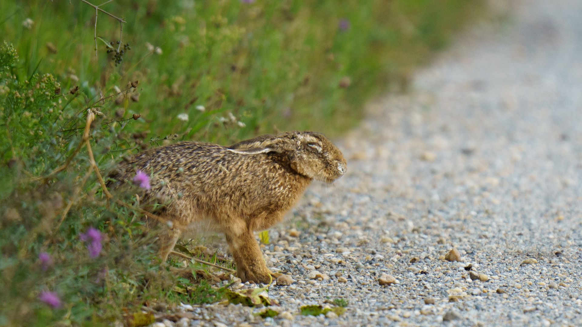 Stock photo of a European brown hare exhibiting extreme lethargy and reduced flight response, a key clinical symptom of the dangerous zoonotic disease Tularemia, Rabbit Fever.