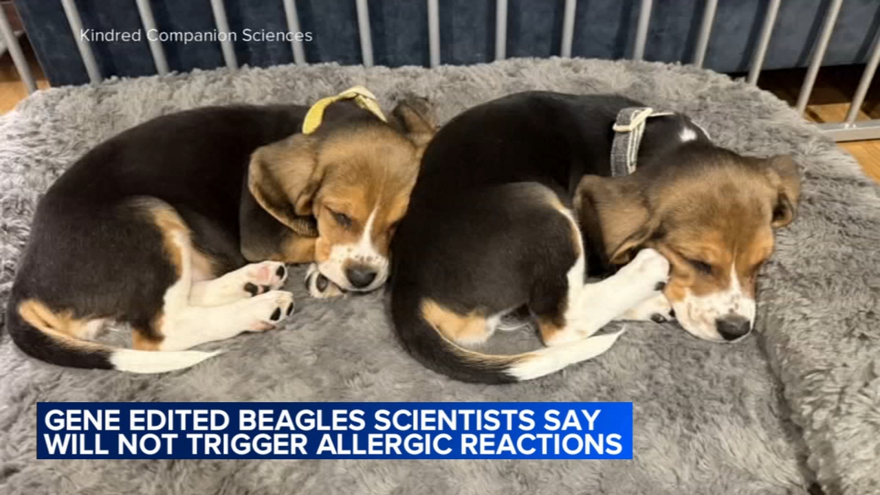 Gene-edited beagles may offer a future option for people with dog allergies