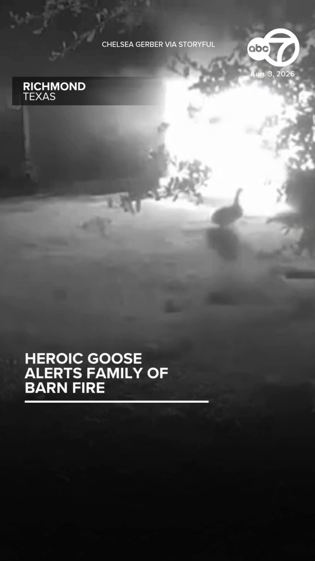 Heroic goose alerts family of barn fire in Richmond, TX