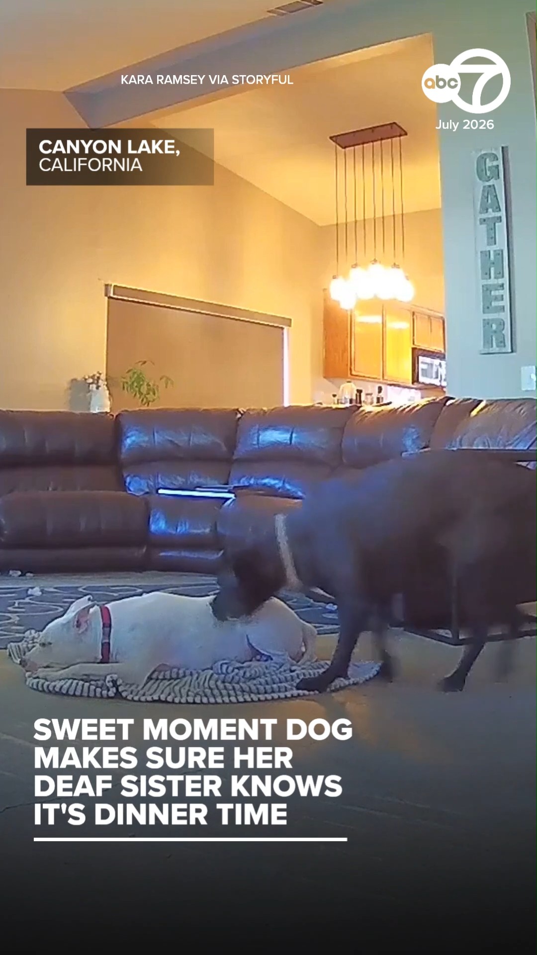 Sweet Moment Dog Makes Sure Her Deaf Sister Knows It's Dinner Time