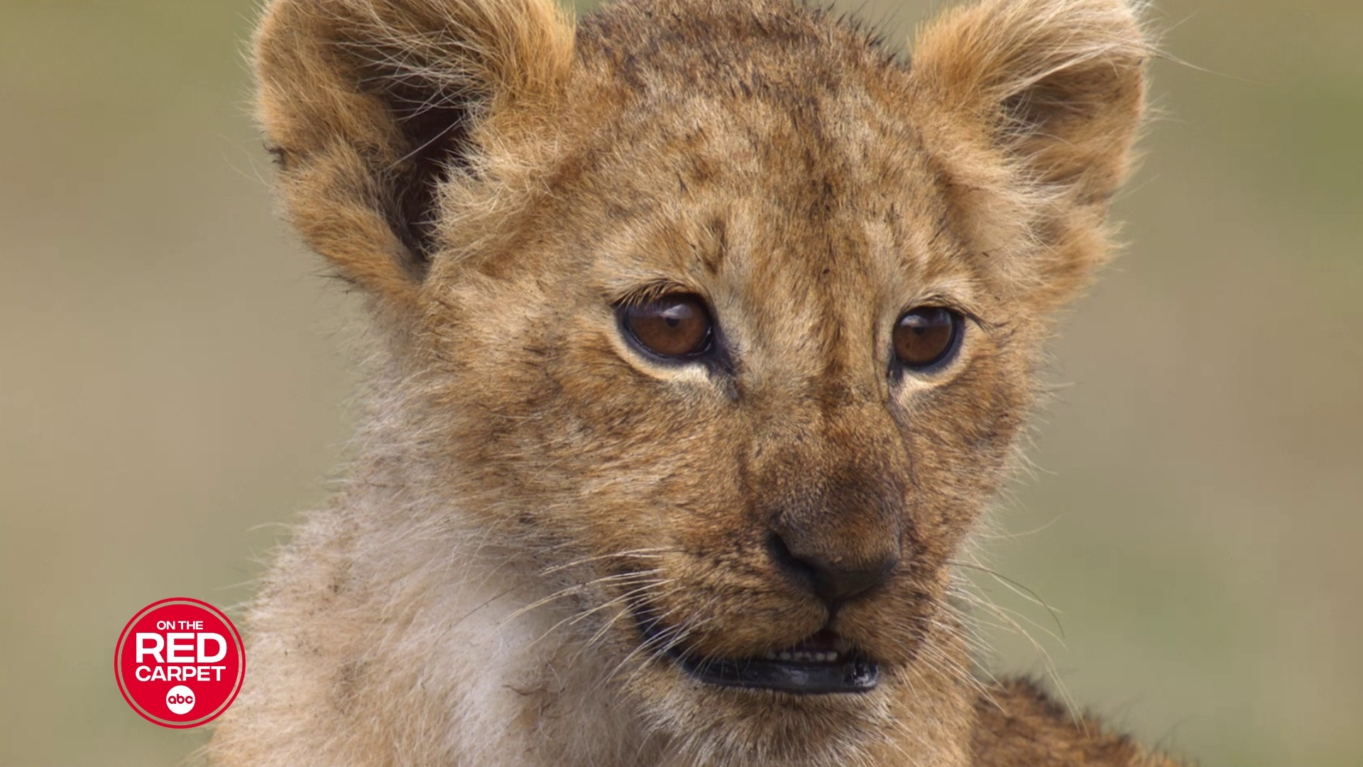 'Lion': Jon Favreau executive produces a story about a cub's journey