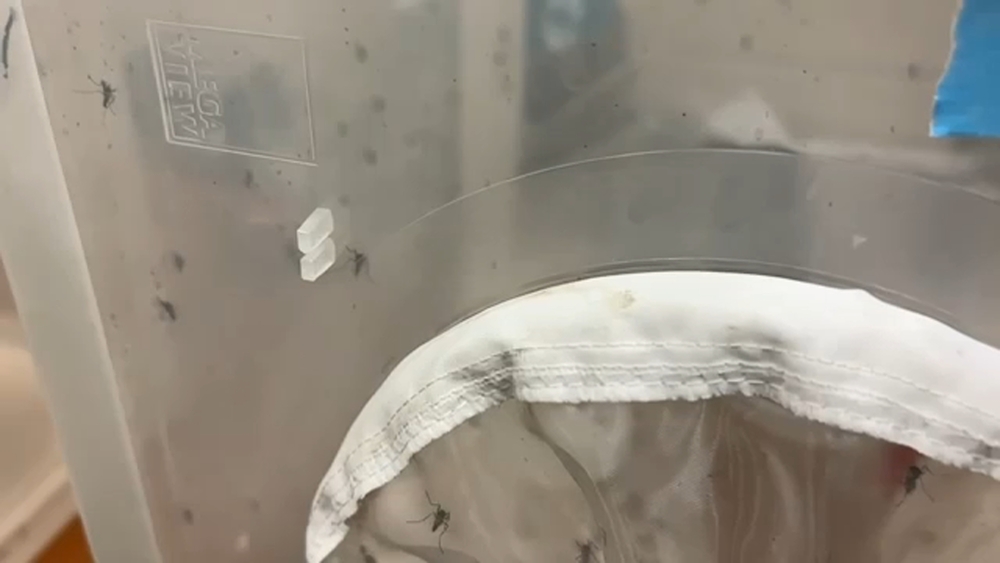 Mosquito resistance grows as West Nile Virus monitored in NC