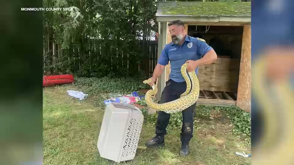 X-ray reveals what 8-foot python ate under NJ family's shed