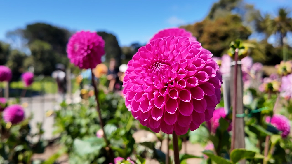 San Francisco's official flower honored