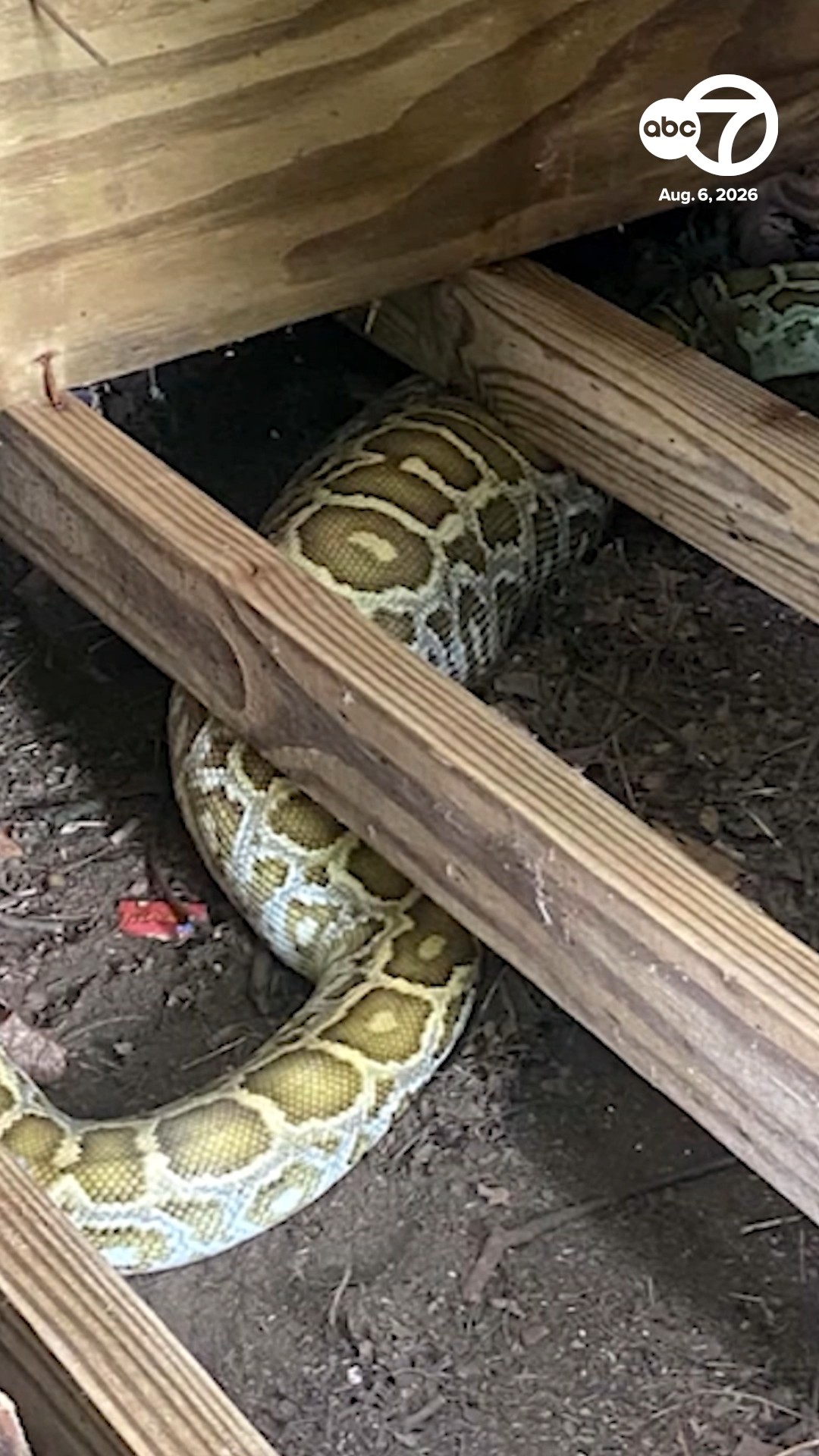8-foot Burmese python found in NJ backyard after eating opossum