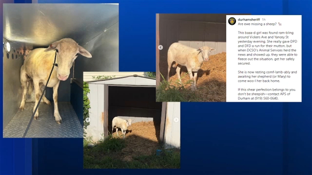 Lost sheep found wandering in Durham