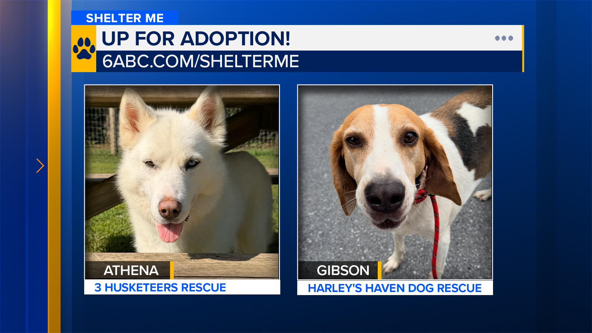 Shelter Me: Meet Athena and Gibson!