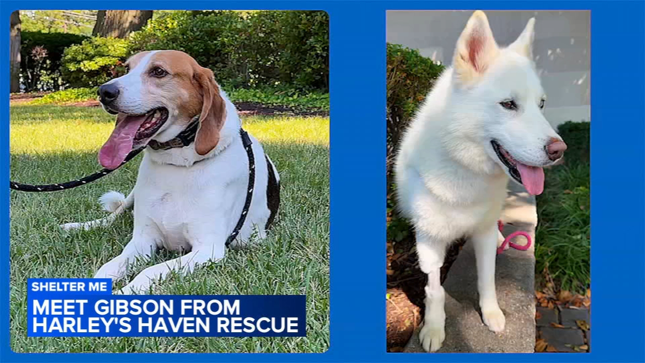 Shelter Me: Double dog feature with Athena and Gibson