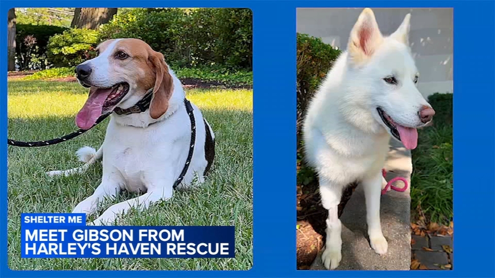 Shelter Me: Double dog feature with Athena and Gibson