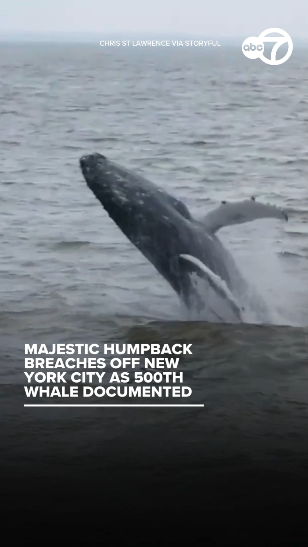 Majestic humpback breaches off New York City as 500th whale documented