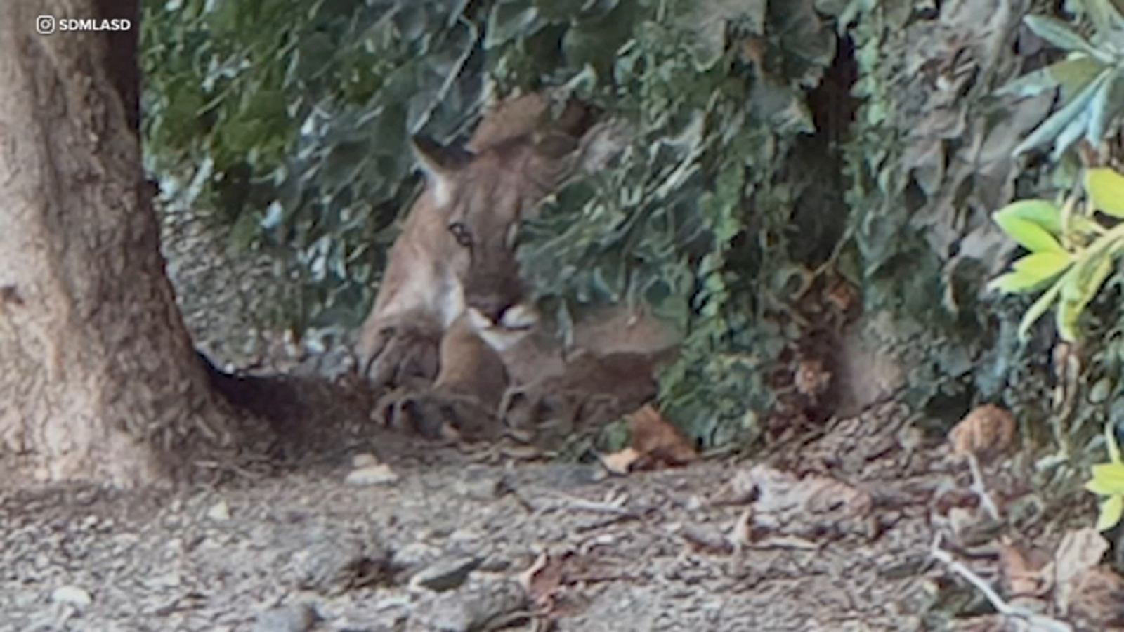 Mountain lion tranquilized by wildlife officials after being found in San Dimas neighborhood