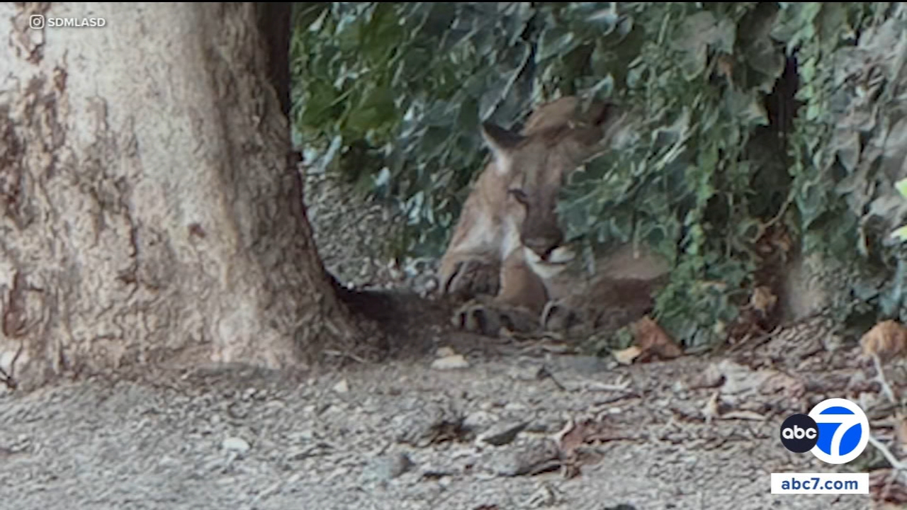 Mountain lion found in San Dimas neighborhood after apparent injury