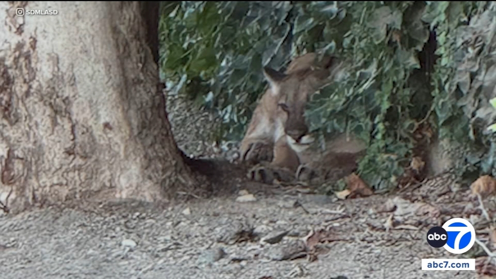 Mountain lion found in San Dimas neighborhood after apparent injury