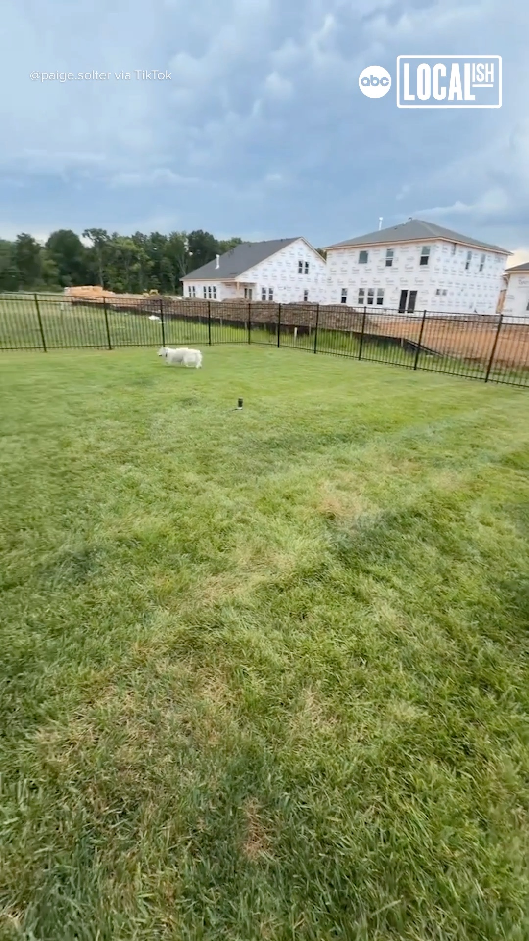 This puppy got to run around her very first fenced-in backyard!