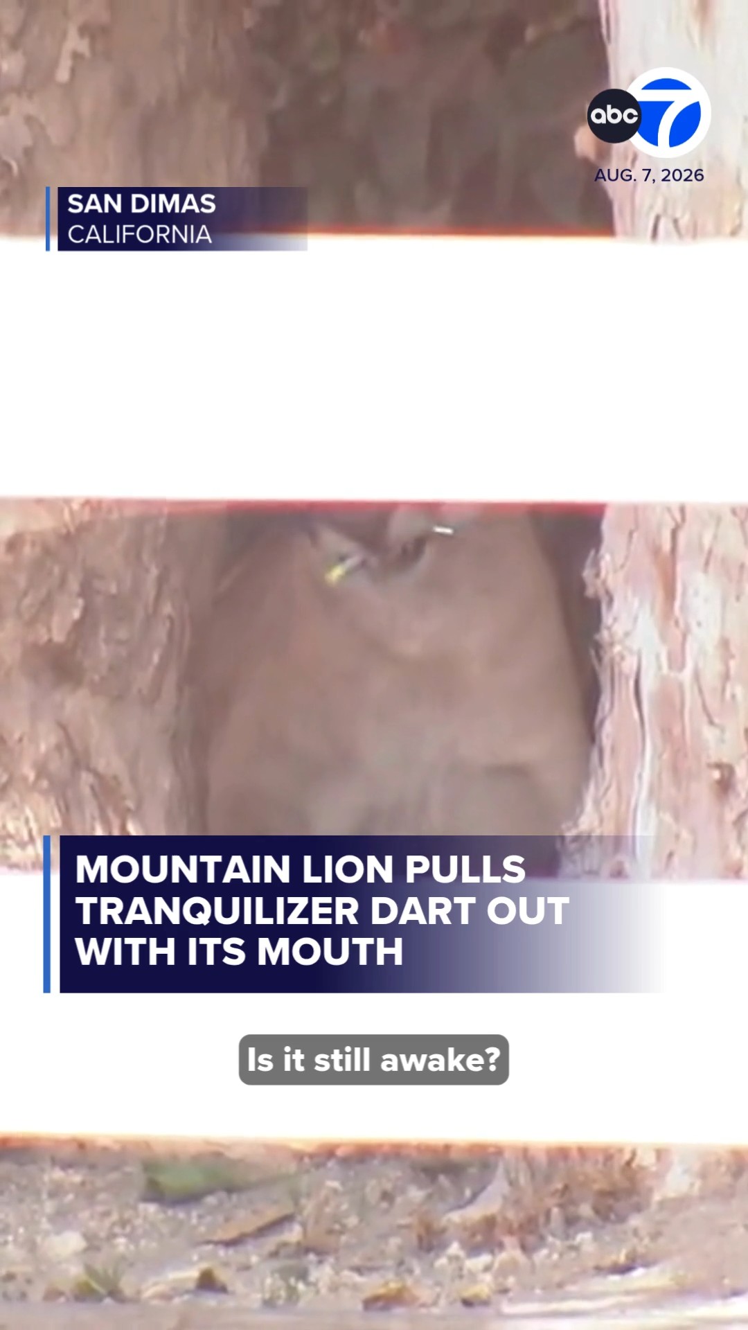 Mountain lion pulls tranquilizer dart out with mouth