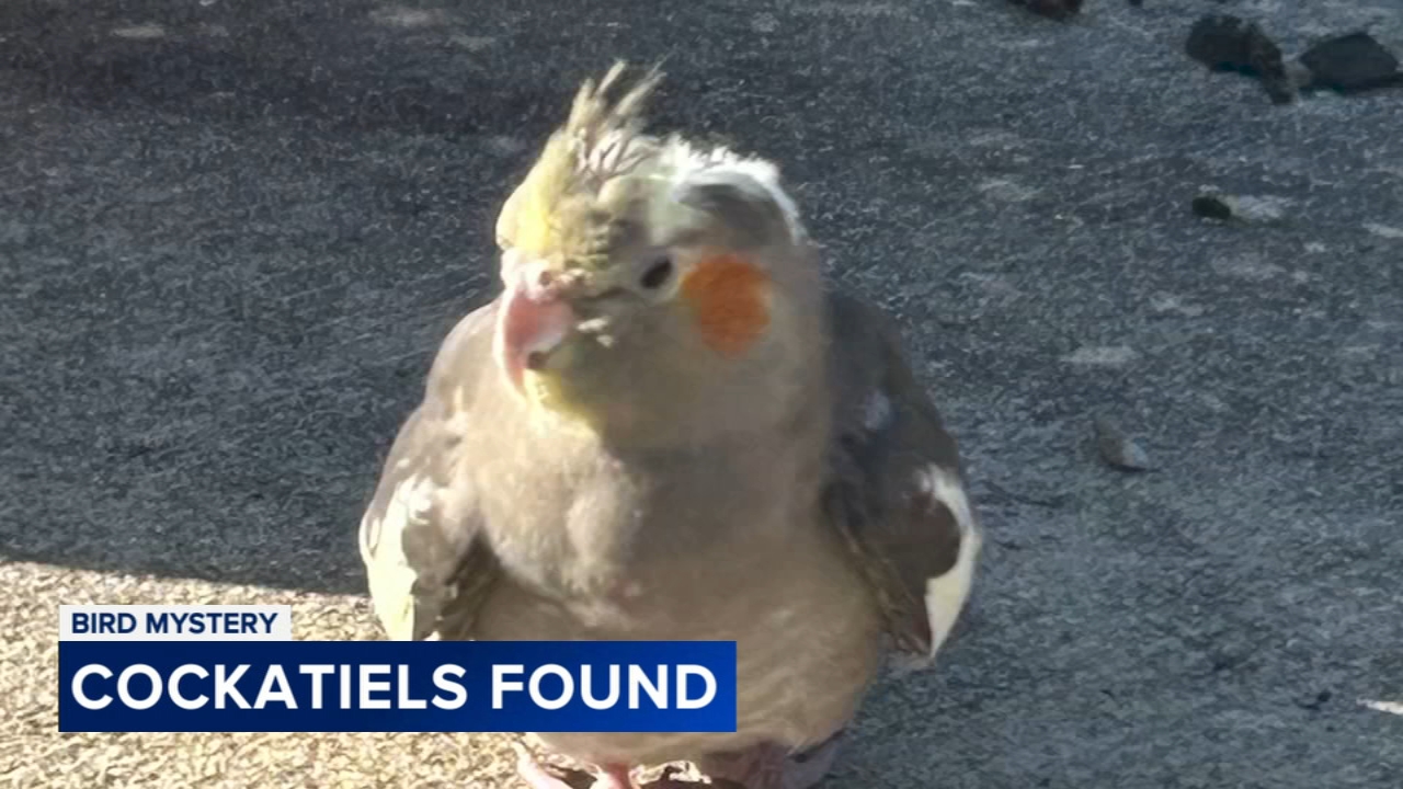 Mystery surrounds string of cockatiel rescues in Montgomery County