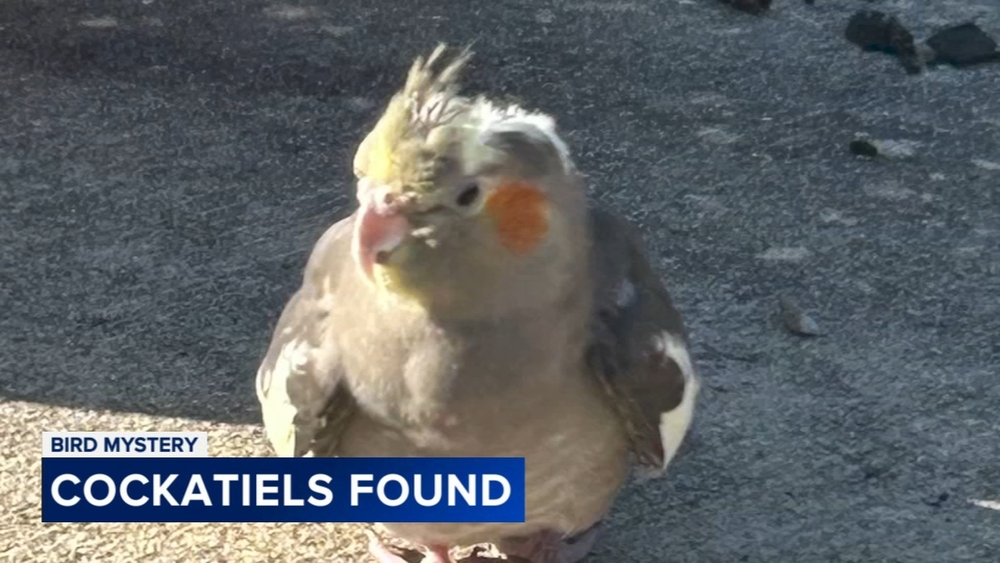 Mystery surrounds string of cockatiel rescues in Montgomery County