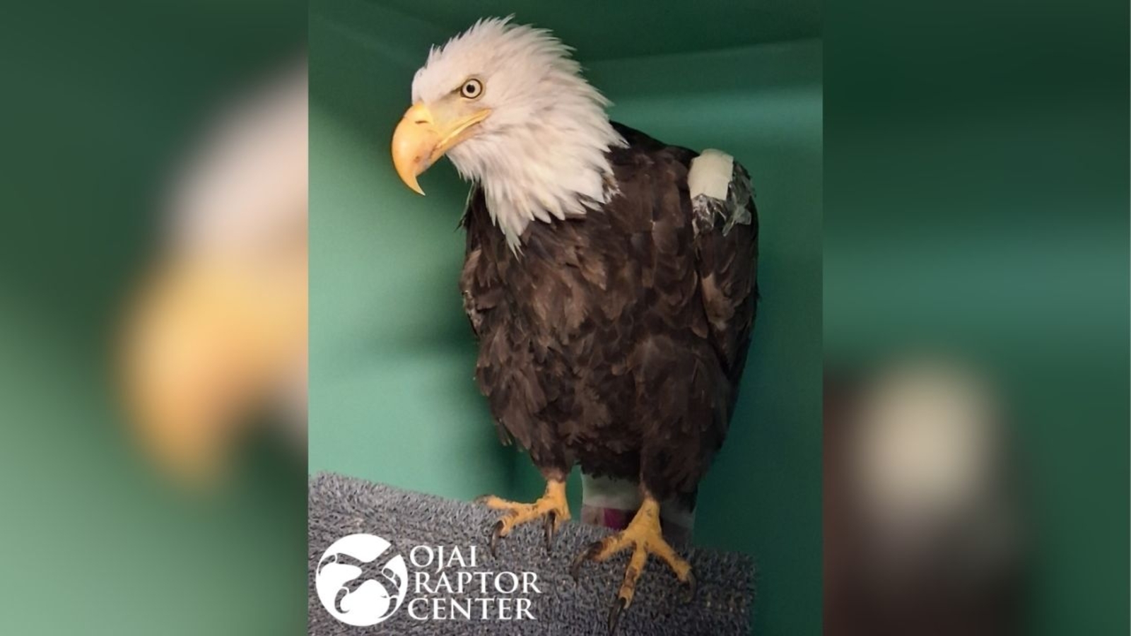 Beloved Big Bear bald eagle Jackie remains critical, back in ICU after condition worsened overnight Beloved Big Bear bald eagle Jackie remains critical, back in ICU after condition worsened overnight