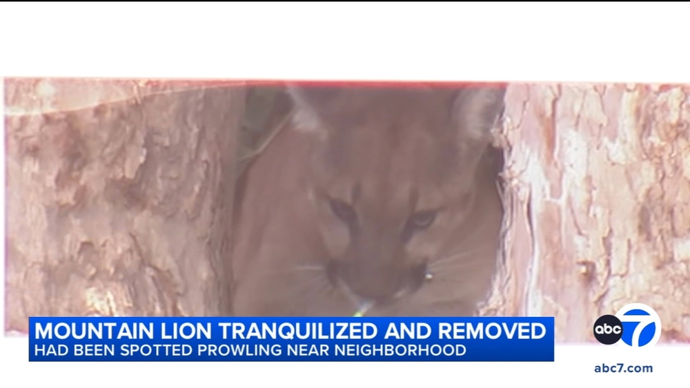 Mountain lion tranquilized, removed after being found in San Dimas